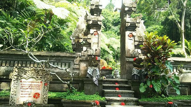 おーやっとついた！ここが湧水プールね！