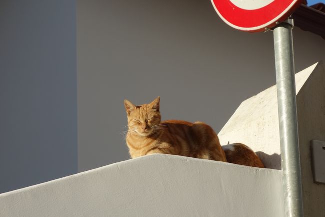 コインブラの猫様