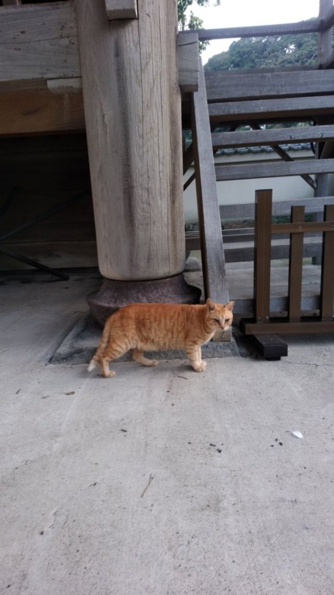 朝の散歩。<br /><br />出会った猫さん(〃ω〃)