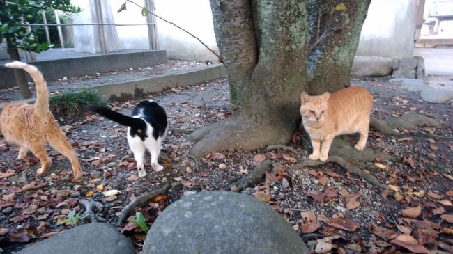 猫さんも朝の散歩中。