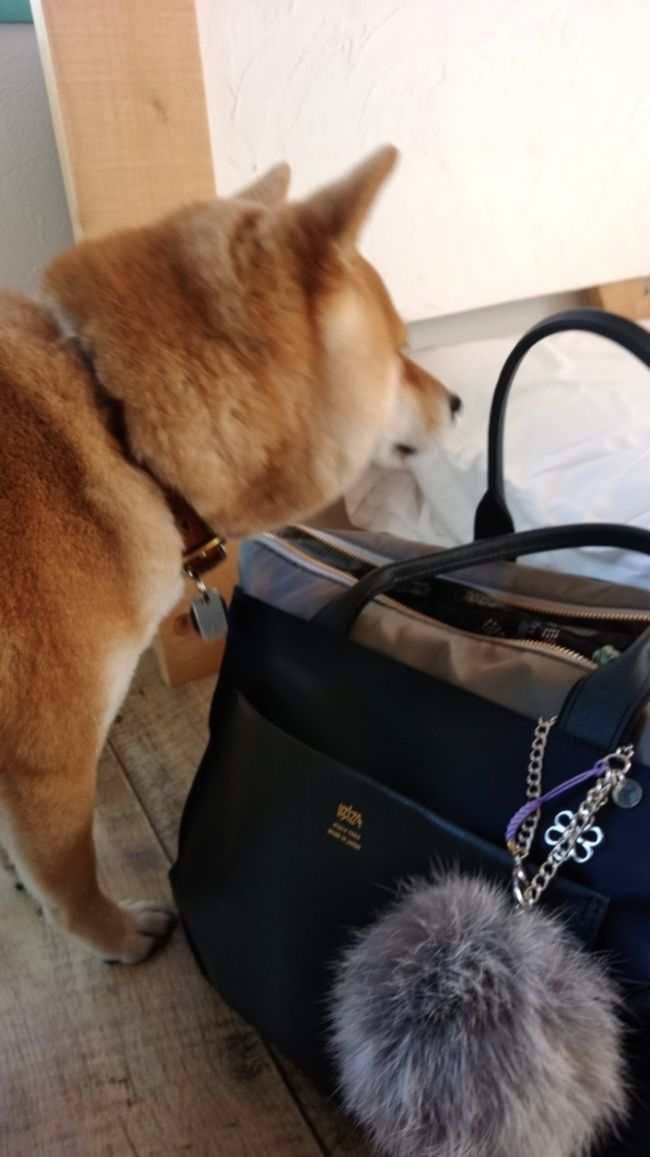 出発準備をしていると、看板犬のひめちゃんが☆<br /><br />かわいい～(*´∀`*)