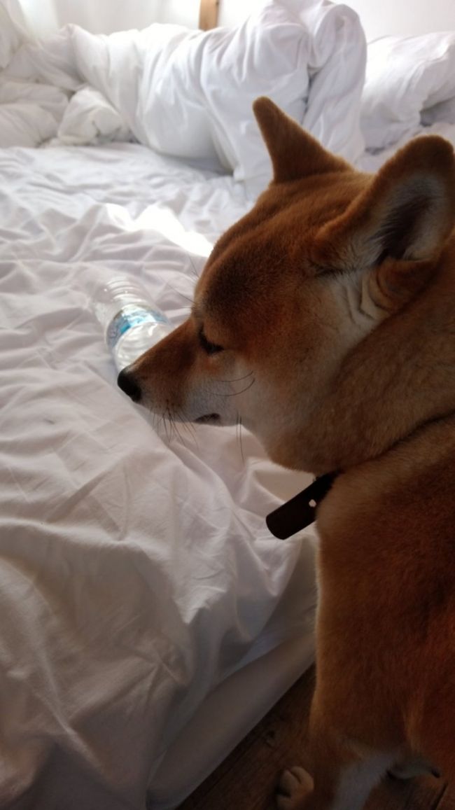 自分で入って来たのに…<br /><br />めっちゃ面白くなさそう(T ^ T)