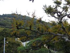 百日紅と浅間山。

百日紅（サルスベリ）は花御殿256号室の部屋の名前にもなっている。浅間山（せんげんやま）の標高は802m。