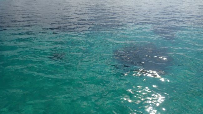 写真ではわかりづらいですが<br />海は透き通っていて下の珊瑚が肉眼でみれます