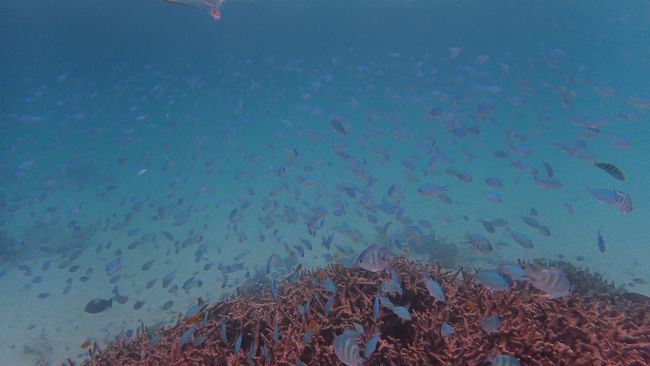 海に入ってすぐの写真<br />いきなり沢山の魚に囲まれます