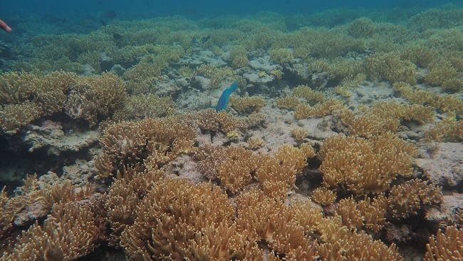 そして綺麗な珊瑚が