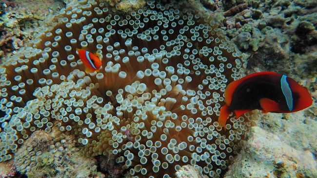 クマノミも間近でみれます