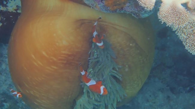 魚や珊瑚の説明を聞きながら海の中を散策しました
