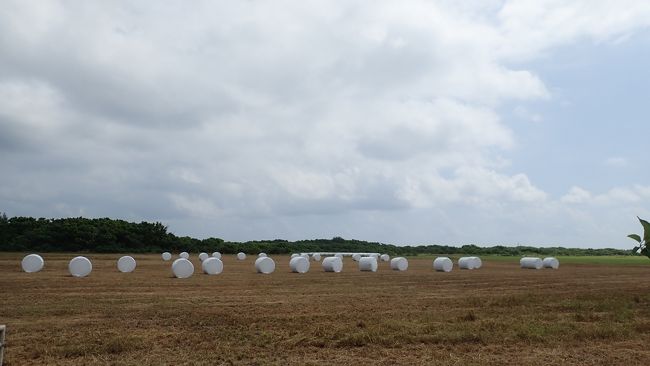 黒島はもう冬支度