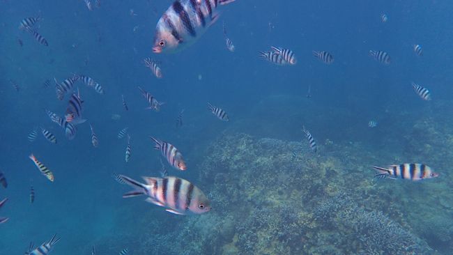 この日は風があり少しうねっていましたが<br />海の中へ入るといきなり魚に囲まれちゃいました