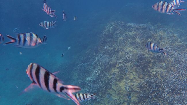 ほんと近くを魚が泳いでいきます