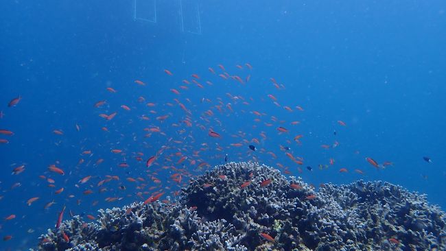 もう水族館状態