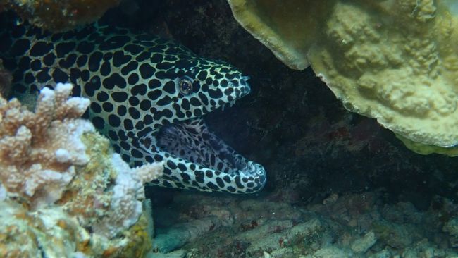 岩の間にウツボ