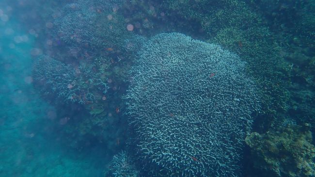 海の中で癒されまくりです