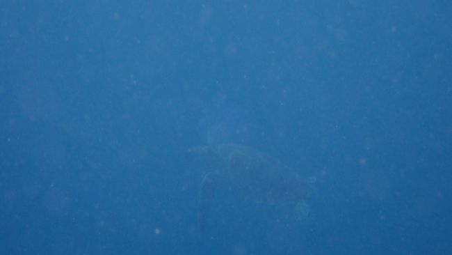 昼からはカメを探しに行くと<br />入ってすぐに現れました