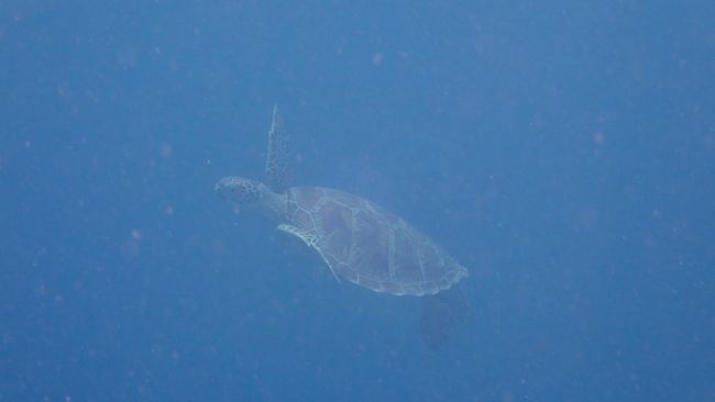 急に向きを変え僕たちの方へ