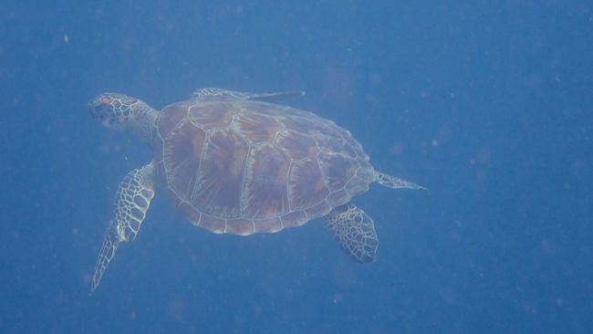僕たちの周りをゆっくり泳いでくれました