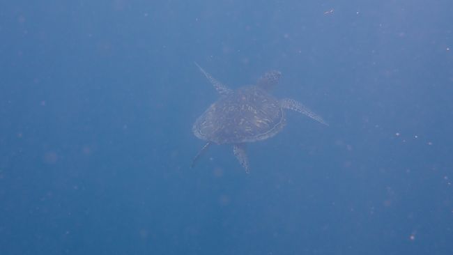 そして「もういいかい」って感じでゆっくり消えていきました<br />ちょっとうねりがあったので濁っていたのですが<br />ゆっくり一緒に泳いでくれたのでじっくり観察できました