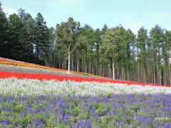 田園風景のあとは花を撮りに中富良野へ