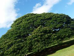 この木、何の木、気になる木～のモアナルア・ガーデン
