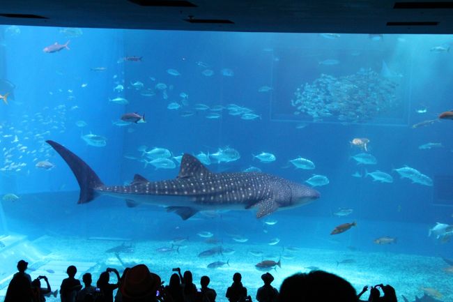 ジンベイザメやっぱり好きだわ～