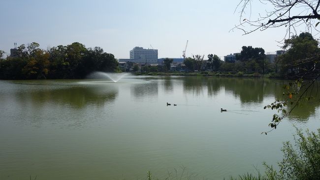 万代池には鴨の親子が