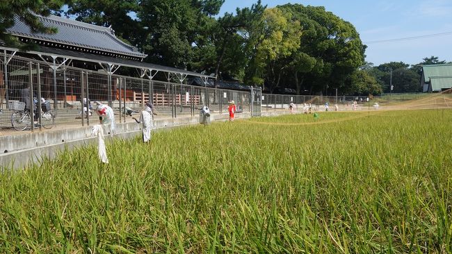 神社南の御田も豊穣です、少し早い秋色に