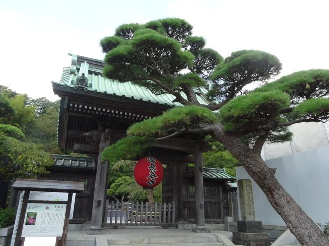 長谷寺<br /><br />ここに入る直前、鎌倉大仏さんのとこで御朱印帳を受け取るのを忘れてて一回戻ったという。。。<br />番号札持ったままだったし。（。ノωノ）<br />