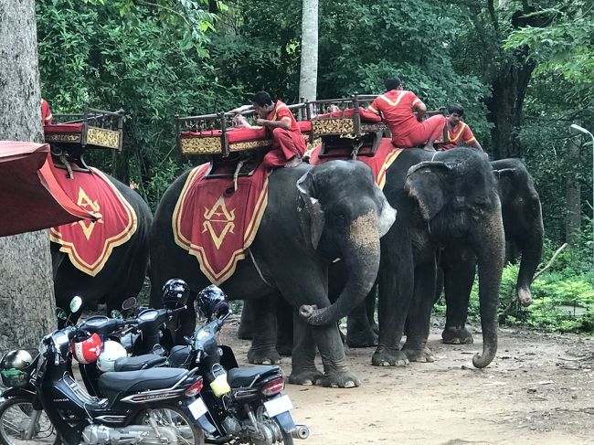 アンコールワット朝日鑑賞後、一度ホテルに送迎してもらい、ホテルで朝食をとりました。<br /><br />その後、アンコールトム観光へ。<br />南大門に入場する前に、沢山の象を発見。ここアンコールトムでは象乗り体験ができるんですね。象使いさんが象の上で朝食をとっていたのが印象的でした。<br />