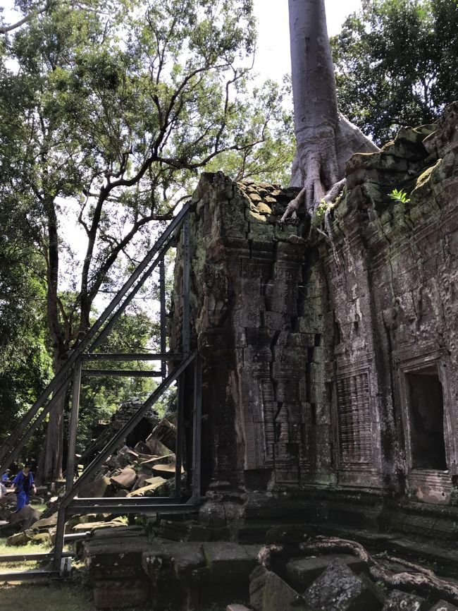 樹木の根っこが入り込んでいってます。遺跡が倒れて来ないように補強済み。