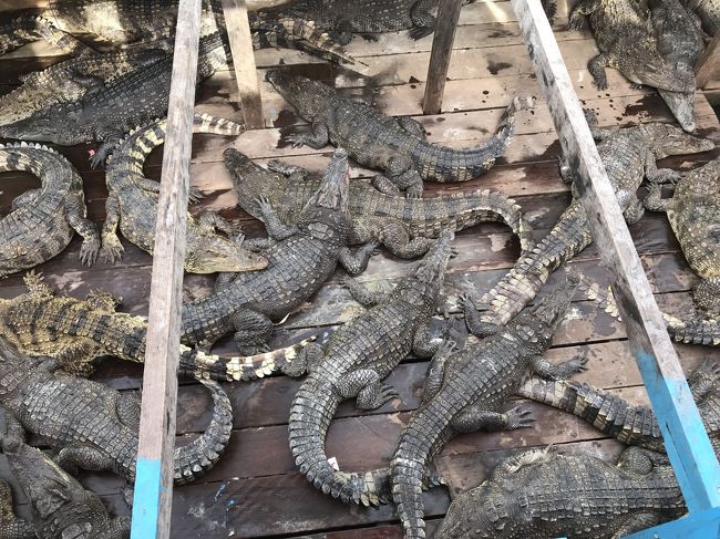 クルーズ途中、大きな水上船に乗り移りました。そこは、商店でお土産物や飲み物などを売っていました。<br /><br />その水上船ではワニも飼育されていました。