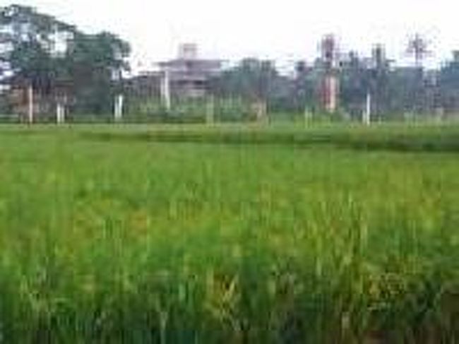 [２０１４/８/１０]<br /><br />ハノマン通り沿いにあった田んぼです。バリ島にも案山子みたいなのがありました。