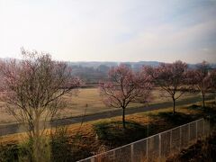 川路駅に停車中です。

咲いている花は寒桜でしょうか～