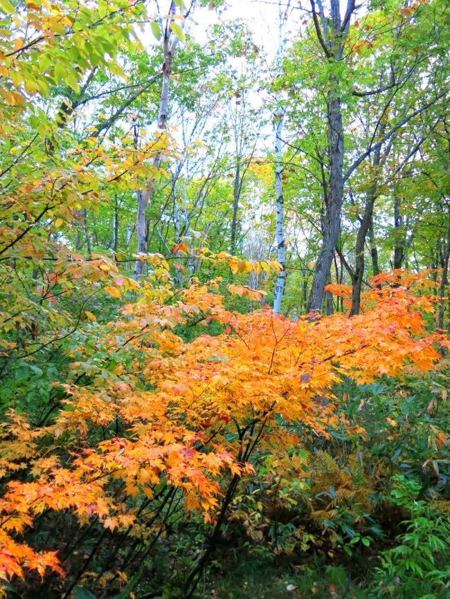 スタート直後、木道はほとんど平坦。<br />いやはや、もうこんなに目を楽しませてくれるとは。