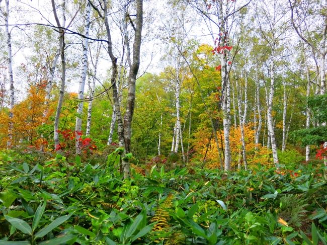 ダケカンバの白い幹がアクセント