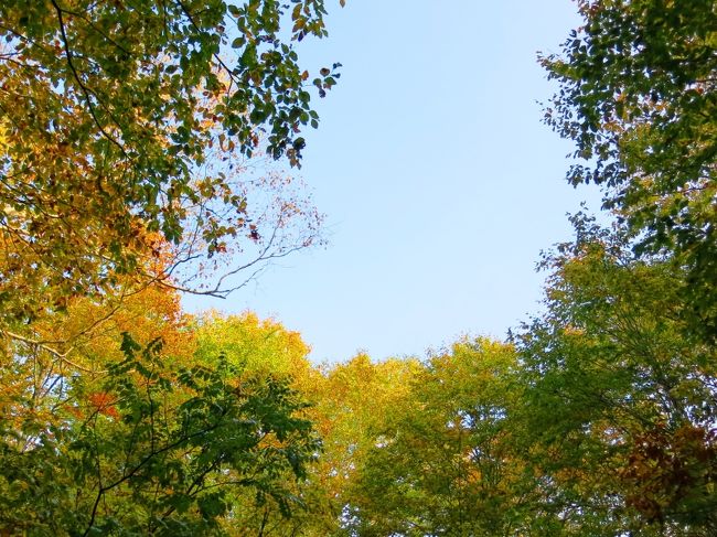 見上げれば･･･