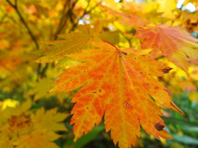 十二曲りと呼ばれる九十九折りの登山道にて