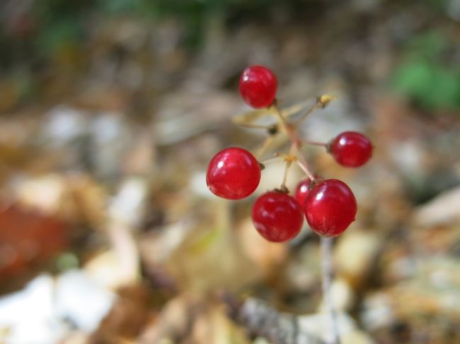 けっこうな斜度を九十九折りで登って行く。<br />1/12→2/12と、12/12までご丁寧に標識がある。<br /><br />足元にも秋