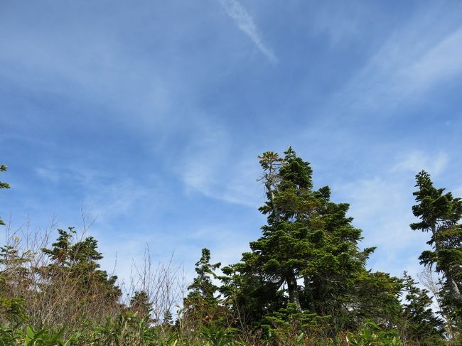 十二曲りを通過し、妙高山への分岐である富士見平を過ぎると、頭上が開けてくる。<br /><br />この空！