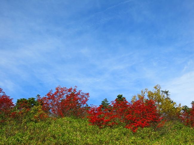 真紅が澄んだ空に映えるね～