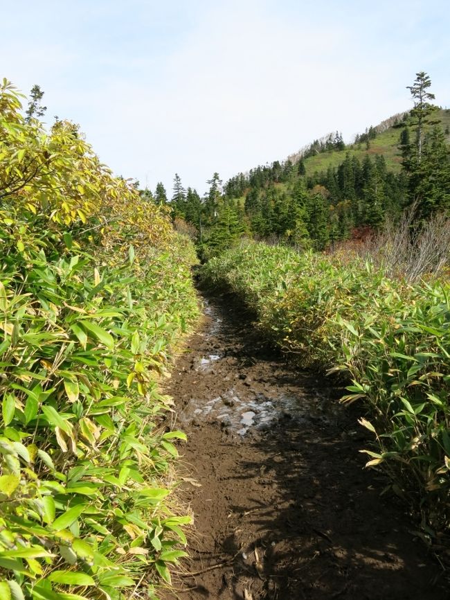 富士見平から先は傾斜もぐっと緩くなり、快適な散歩。<br /><br />しかし、ここまでの道、前日の雨で大変なぬかるみ＆水溜り。<br />見誤ってはまること2回、相方3回。おかげで靴はどんでもない状態に。