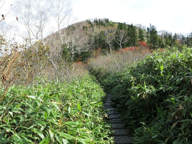 隈笹の中を行く。気持ちの良い稜線。<br /><br />ぬかるみの心配がない木道、ただしスリップ注意。