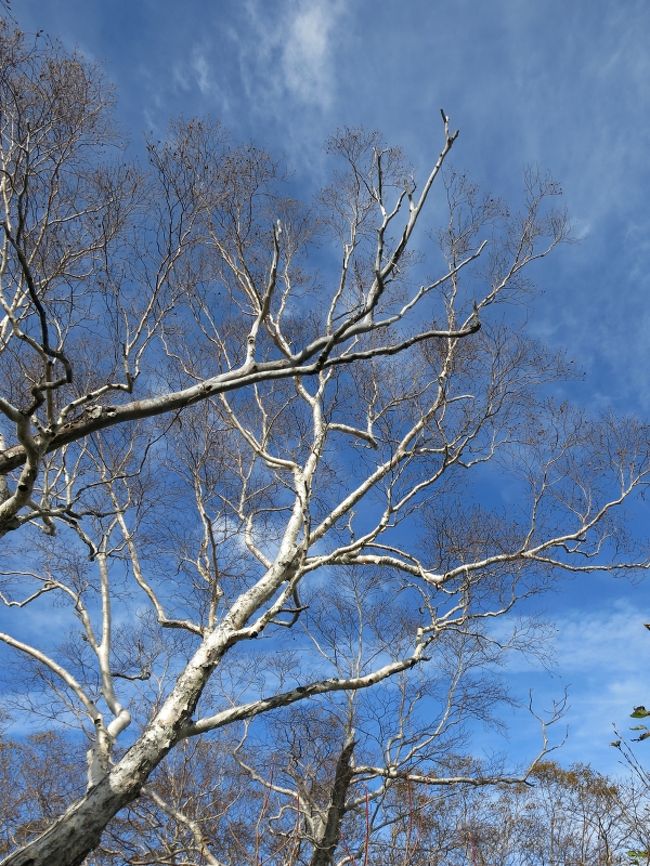 空が青けりゃ、なんでも映える<br /><br />なんて、気分よく歩いていたら･･･