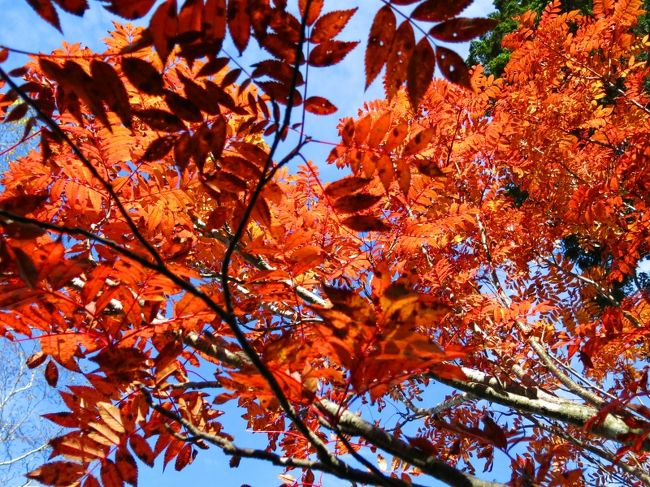 ウラジロナナカマド　？<br />見事な色付き