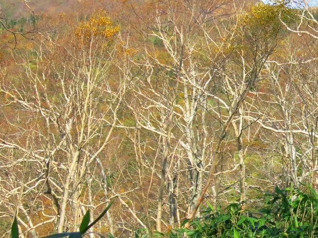 幾何学模様のような・・・