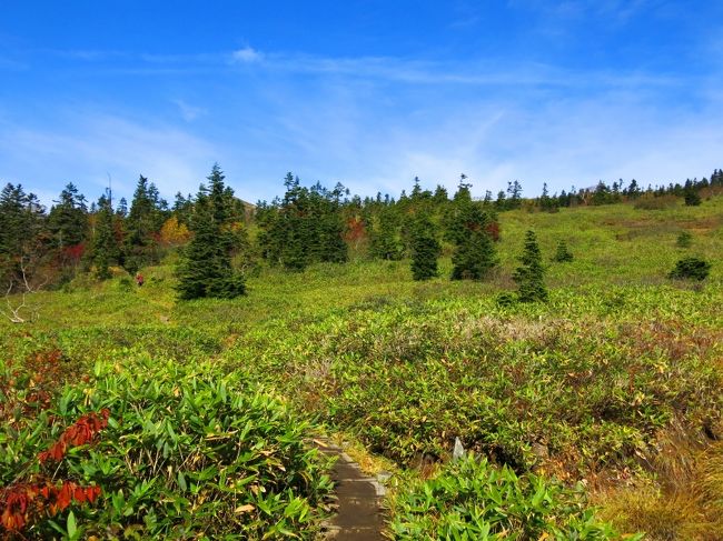 隈笹とシラビソの緑も、紅葉の時期はひときわきれい。