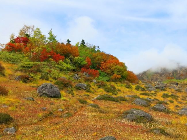 天狗の庭へ続く道は、まるで日本庭園のよう。<br /><br />これは盆栽級。