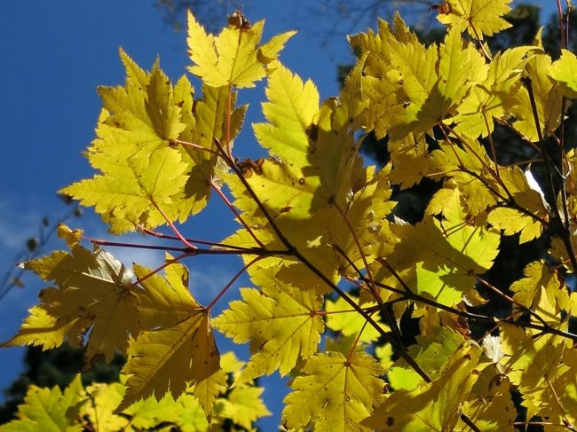 アサノハカエデ<br /><br />美しい黄色
