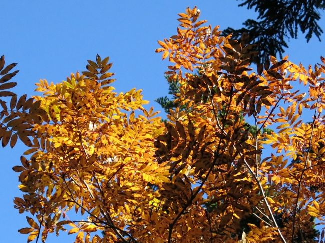 ウラジロナナカマド<br />