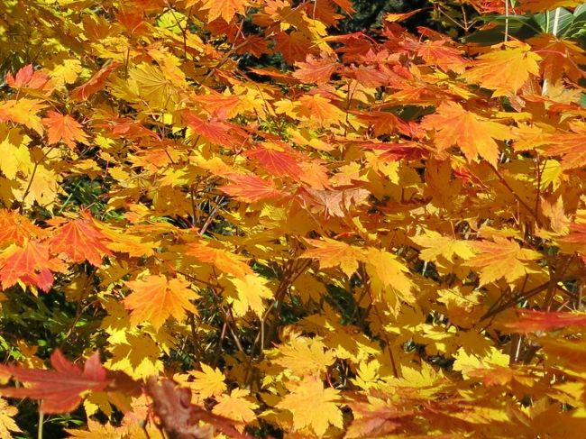 ミネカエデの絶妙なグラデーション